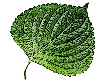 Non-GMO Korean Perilla Seeds (100+ Seeds for USA Shipping Only)