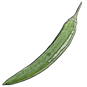 풋고추 (15) Seeds / Korean Cucumber Pepper Seeds, Mild Pepper, Green Peppers, PutGoChu Seeds