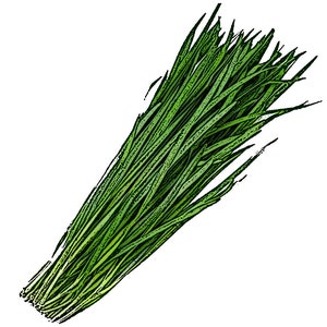 부추 (100+) Seeds / Non-GMO Korean Garlic Chives, BuChu Seeds