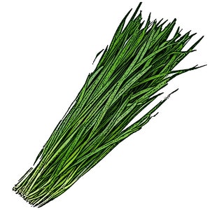 부추 (100+) Seeds / Korean Garlic Chives, BuChu Seeds