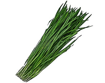 Non-GMO Korean Garlic Chives, 부추, BuChu Seeds (100+ Seeds)