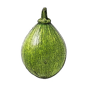 풋호박 (5) Seeds / Non-GMO Korean Round Zucchini Seeds, Korean Young Squash, PutHoBak Seeds, ChoSeonHoBak Seeds