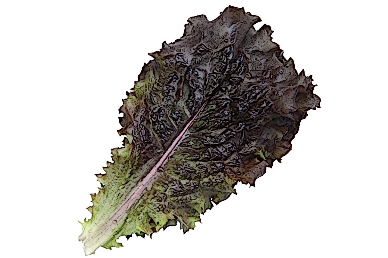 Non-gmo Korean Red Leaf Lettuce Seeds, 적상추, Jeoksangchu (100+ Seeds) - Etsy
