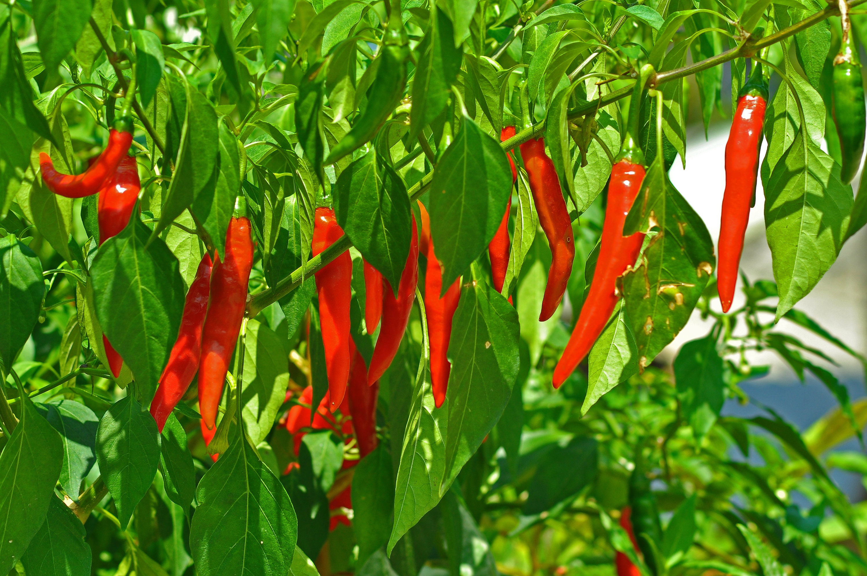 Hong Gochu Non-gmo Korean Red Hot Pepper Seeds, 홍고추, Honggochu (15 Seeds) - Etsy