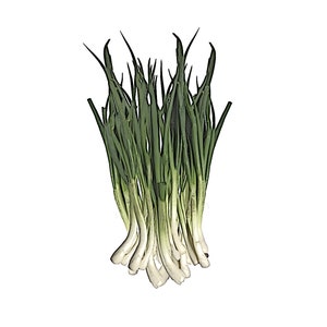 쪽파 (150+) Seeds / Non-GMO Korean Bunching Onion Seeds, JJokPa Seeds