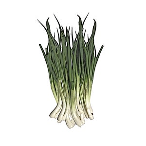 쪽파 (150+) Seeds / Korean Bunching Onion Seeds, JJokPa Seeds