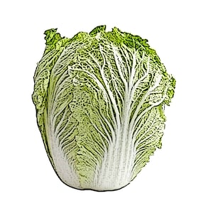 May include: A whole head of green Napa cabbage with white veins, isolated on a white background.