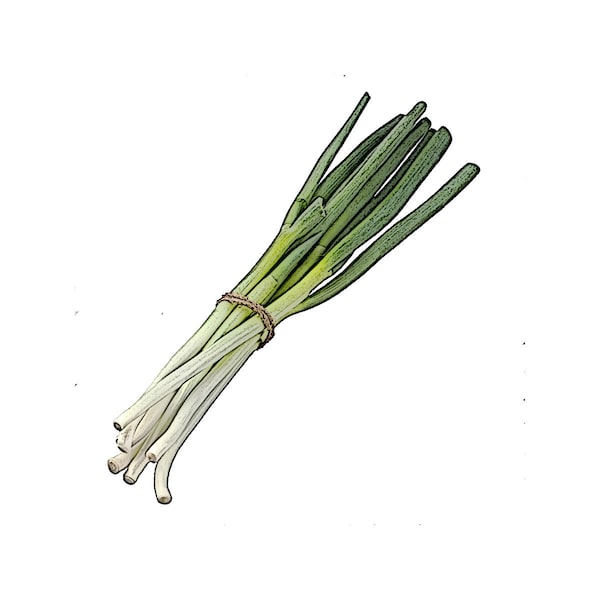 대파 (100+) Seeds / Korean Welsh Onion Seeds Seeds, Big Green Onion, Korean Scallion, DaePa Seeds