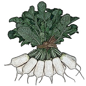 총각무 (50+) Seeds / Non-GMO Korean Chonggak Radish Seeds, ChongGakMu Seeds