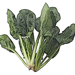 시금치 (50+) Seeds / Non-GMO Korean Spinach Seeds, SiGeumChi Seeds