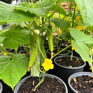Pick Your Own Non-GMO Korean Vegetable Seed Collection (Normal Version) / Choice of 4, 6, 8, 10, 12, 16, 20, 24, or 26 Kinds of Seeds image 9