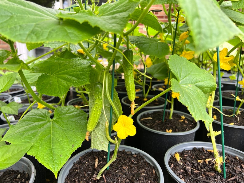Pick Your Own Non-GMO Korean Vegetable Seed Collection (Normal Version) / Choice of 4, 6, 8, 10, 12, 16, 20, 24, or 26 Kinds of Seeds image 9