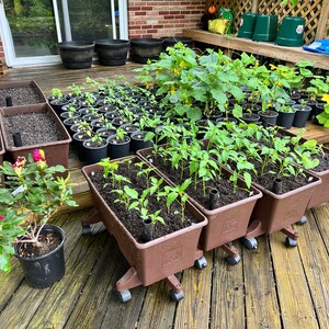 May include: A collection of potted plants and seedlings on a wooden deck. Various sizes of brown planters and pots are filled with soil and young plants. A flowering rhododendron is in a black pot. The scene suggests a home garden or nursery.