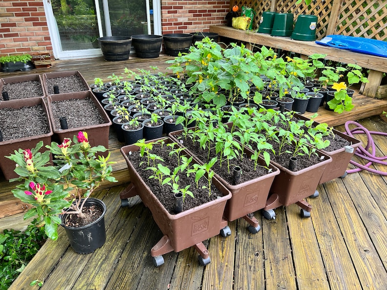 May include: A collection of potted plants and seedlings on a wooden deck. Various sizes of brown planters and pots are filled with soil and young plants. A flowering rhododendron is in a black pot. The scene suggests a home garden or nursery.