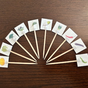 May include: A collection of small square cards on wooden skewers, each displaying a watercolor illustration of a different vegetable. The vegetables include Napa Cabbage, Korean Radish, and Korean Hot Pepper. The cards are arranged in a semi-circle on a dark wood surface.