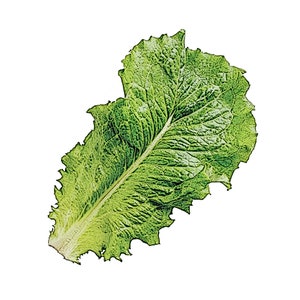 청상추 (100+) Seeds / Korean Green Leaf Lettuce Seeds, SangChu Seeds