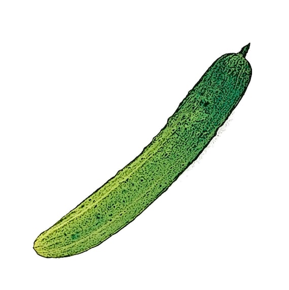 오이 10 Seeds / Korean Cucumber Seeds OI Seeds Etsy