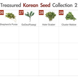 May include: A grid displaying the "Treasured Korean Seed Collection 2." The image shows various Korean seeds, including Fischer's Ragwort (sold out), Shepherd's Purse, GoDeulPpaegi, Aster Scaber, and Cluster Mallow. Each seed type is labeled with its name.