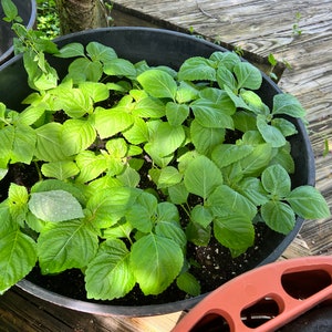 May include: A top-down view of a black plastic pot filled with lush, green plants. The leaves are broad and vibrant, with a slightly textured surface. The pot sits on a wooden deck, with a glimpse of another pot in the background.