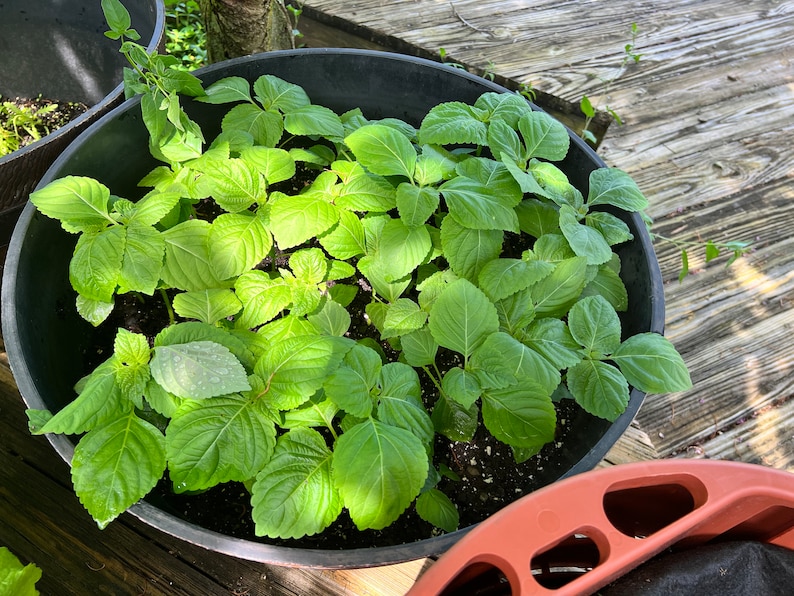 May include: A top-down view of a black plastic pot filled with lush, green plants. The leaves are broad and vibrant, with a slightly textured surface. The pot sits on a wooden deck, with a glimpse of another pot in the background.