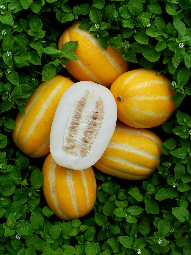 참외 10 Seeds / Korean Melon Seeds Chamoe Seeds Etsy