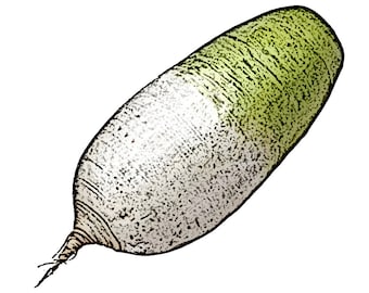 Non-GMO Korean Radish, Mu Seeds (50+ Seeds)