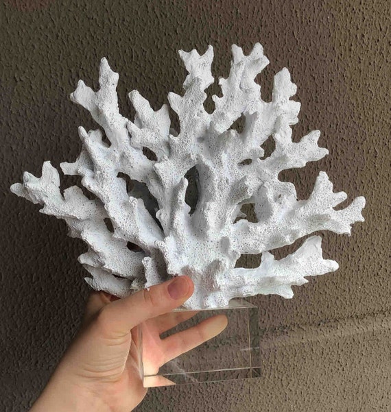 White Coral Reef, Coral Object,coral Decor, Coral Stone Sculpture