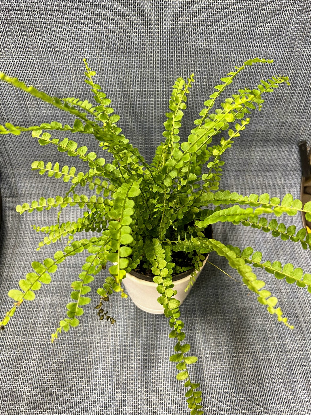 4 FULL Lemon Button Ferns Platrare House Plantpet Etsy