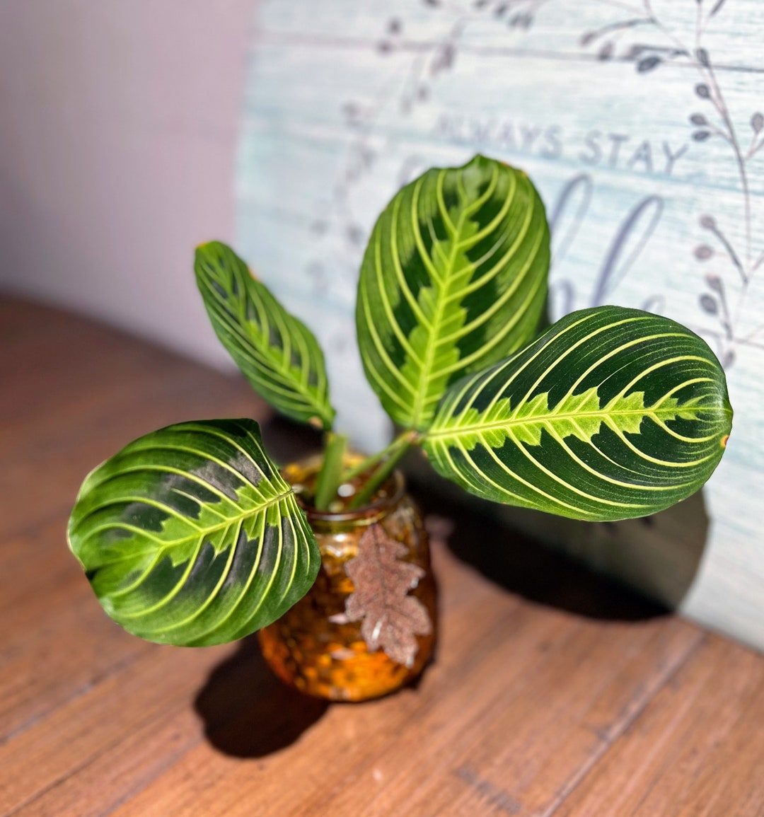 Lemon Lime Prayer Plant
