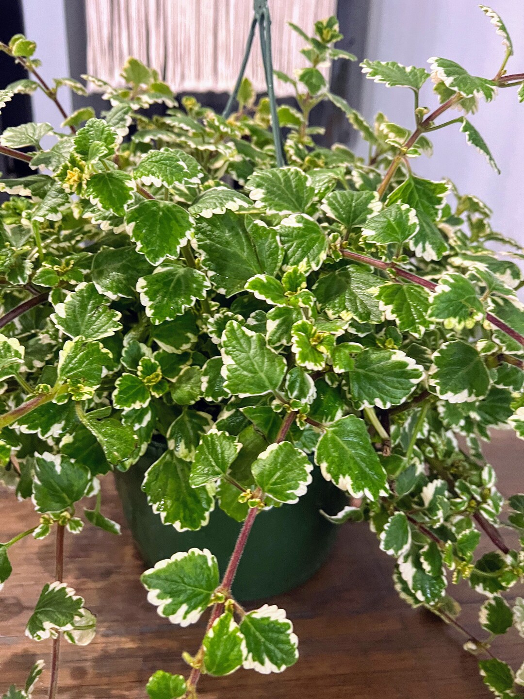 Variegated Creeping Charlie 2 Cuttings Rare Variegated Swedish Ivyexotic House Plant Super Cute