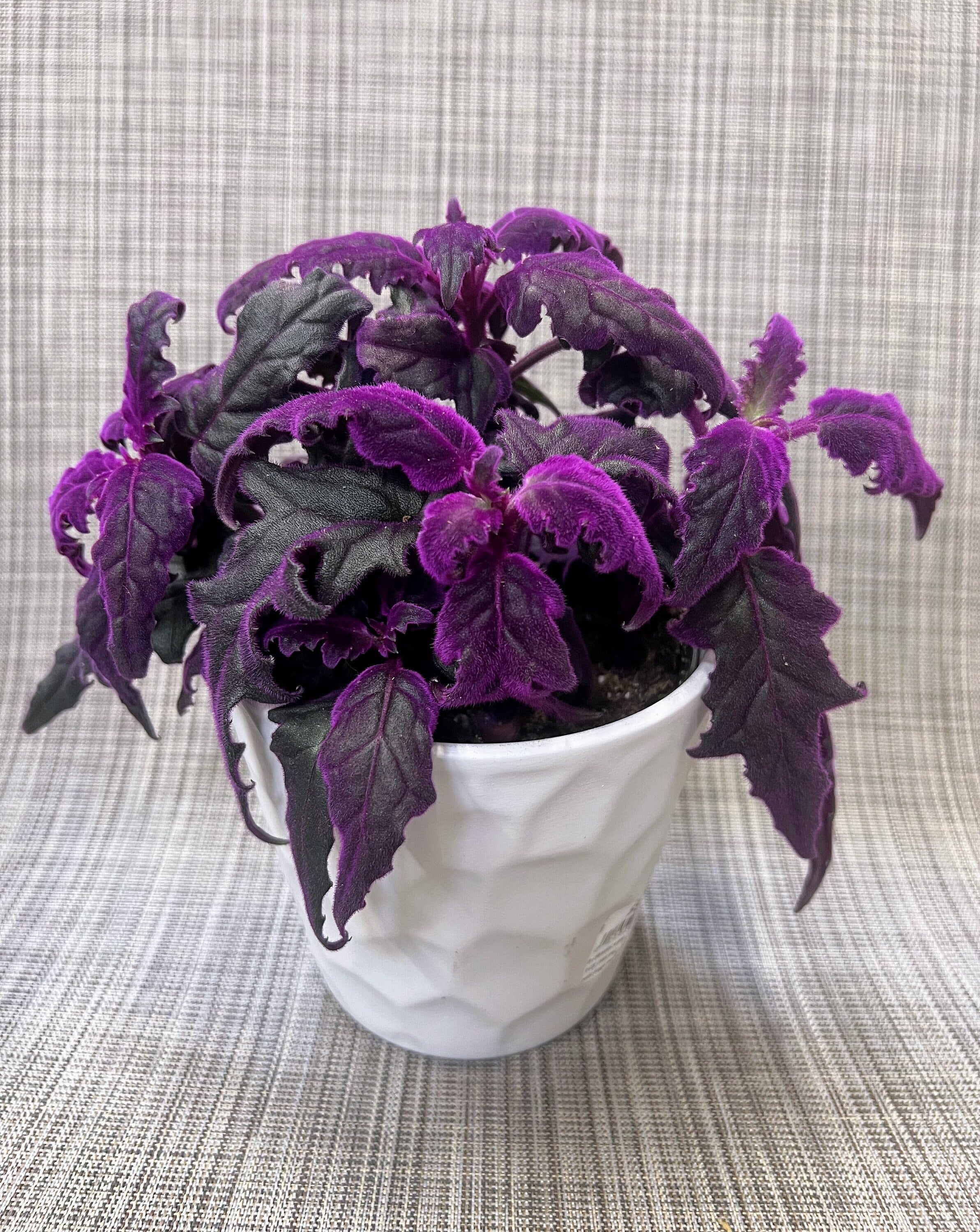 5 FULL Rare Purple Passion,gynura Aurantiaca Purple Velvetlive Indoor  Plantbirthday Gift Mothers Day Gift - Etsy