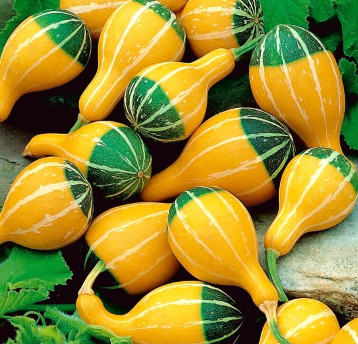 Decorative Pumpkin Pear Bicolour Seeds -  Canada