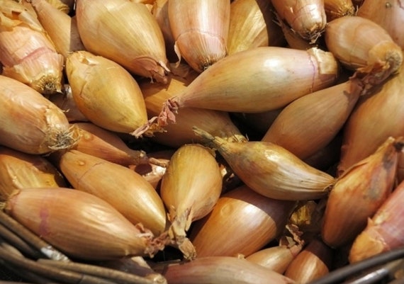 Zebrune Shallot Seeds