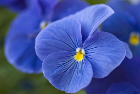 Ssottobicchieri Datura Viola Blu Sottobicchiere Assorbente