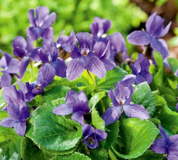Wonna's Violet viola Odorata 120 Seeds Etsy Canada