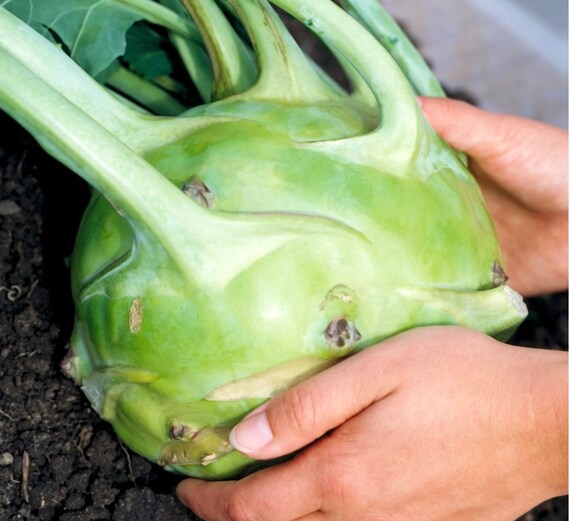 Giant Kohlrabi Coated Seeds 100 Seeds - Etsy Norway
