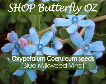 5 Blue Milkweed Vine Seeds