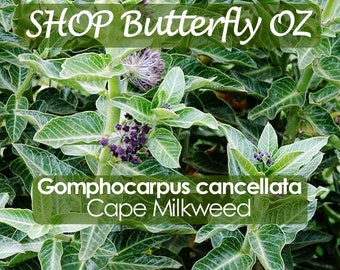 15 Cape Milkweed Seeds