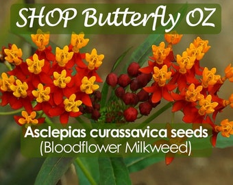 50 Bloodflower Milkweed Seeds