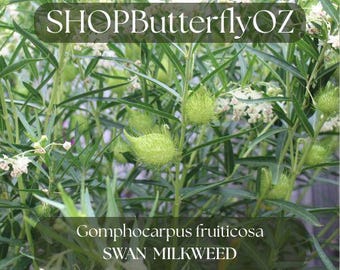 15 Swan Milkweed Seeds