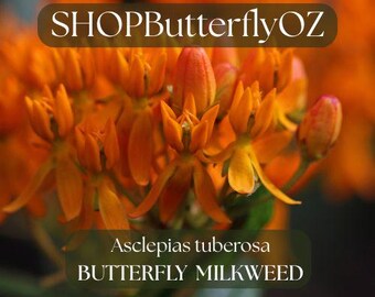 15 Butterfly Milkweed Seeds - Aslepias tuberosa