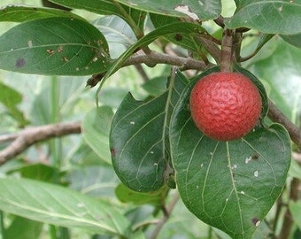 RARE - African Peach seeds - Nauclea latifolia