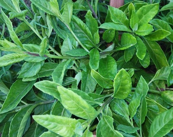 Longevity Spinach - cuttings or plants