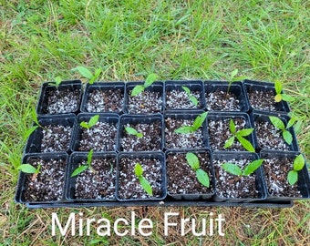 Miracle fruit seedlings - Synsepalum dulcificum