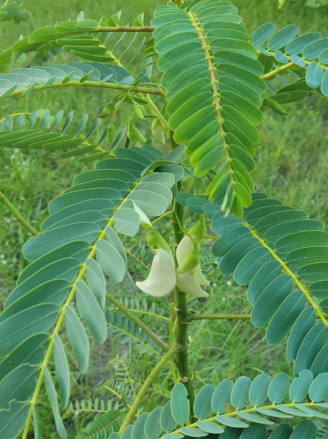 Sesbania Grandiflora Vegetable Hummingbird Seeds Edible Flowers Etsy