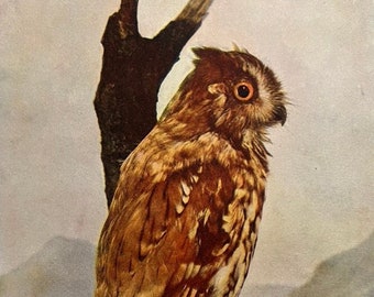 Vintage Print of Screech Owl