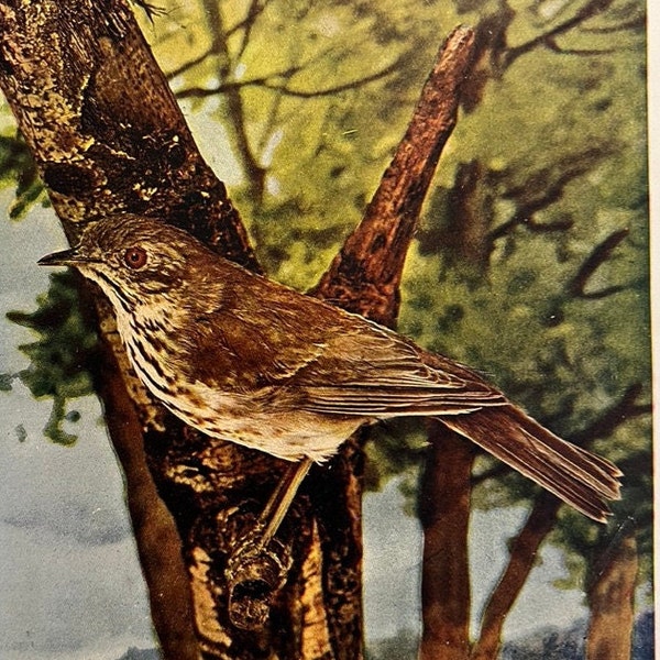 Vintage Print of Hermit Thrush