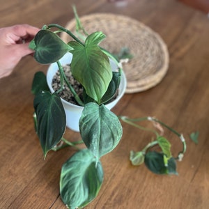 Philodendron Camposportoanum  - US Seller