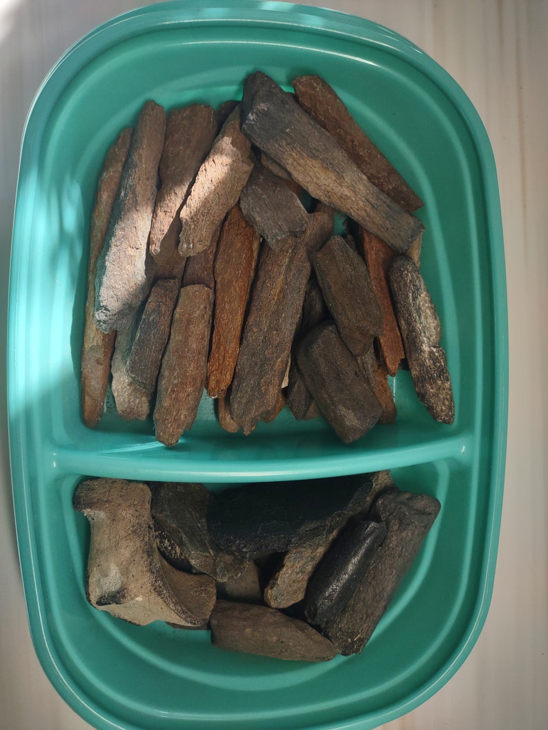 Marine Fossil Bone Rough Natural Lot South Carolina Beautiful Crafting