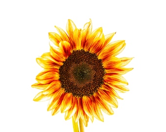 Fotografía de naturaleza